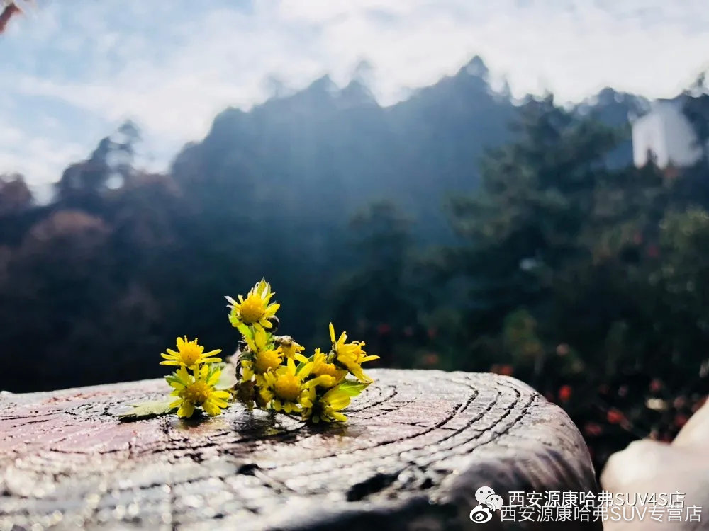 透景生命最新动态，自然美景探索之旅启程！