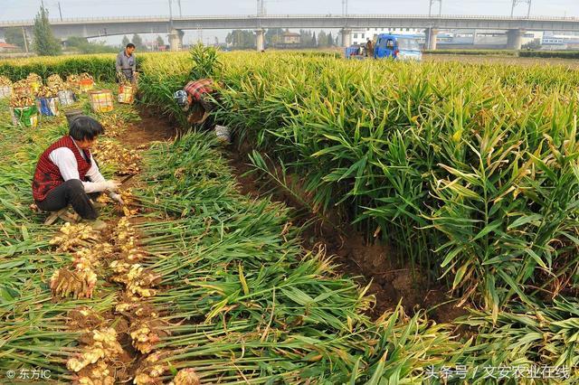 安丘大姜最新价格概览，市场趋势与影响因素深度解析