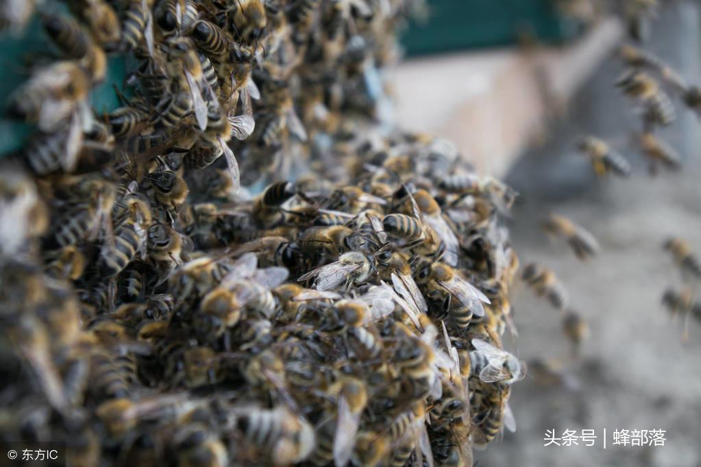 最新中蜂群，学习变化的力量与自信翅膀的成长之路