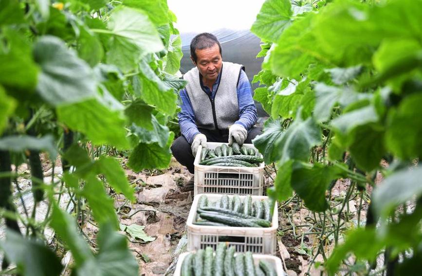 乐亭大白菜最新价格及自然美景旅行探索