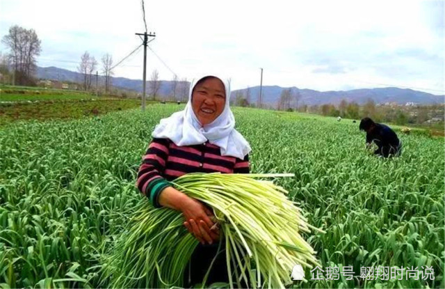 蒜薹价格动态更新，自然美景下的旅行探索与蒜薹行情观察