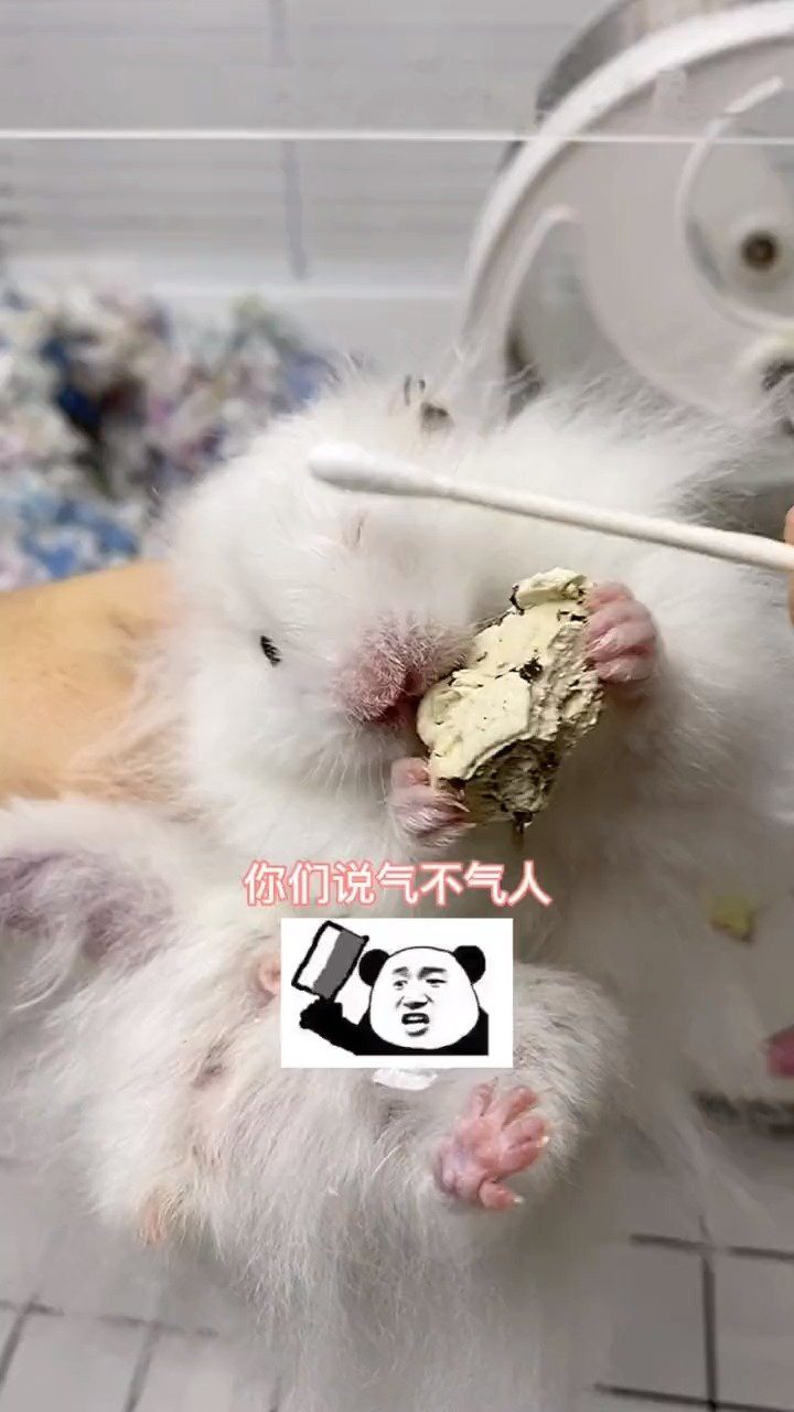 仓鼠球最新动态，萌宠趣事与深厚友情记录