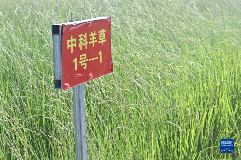 羊草最新价格及科技与生活融合的高科技产品介绍