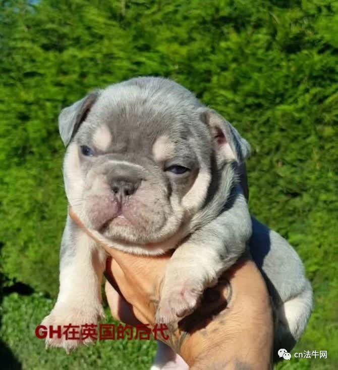 最新三平犬业种公，奋斗之路，辉煌成就