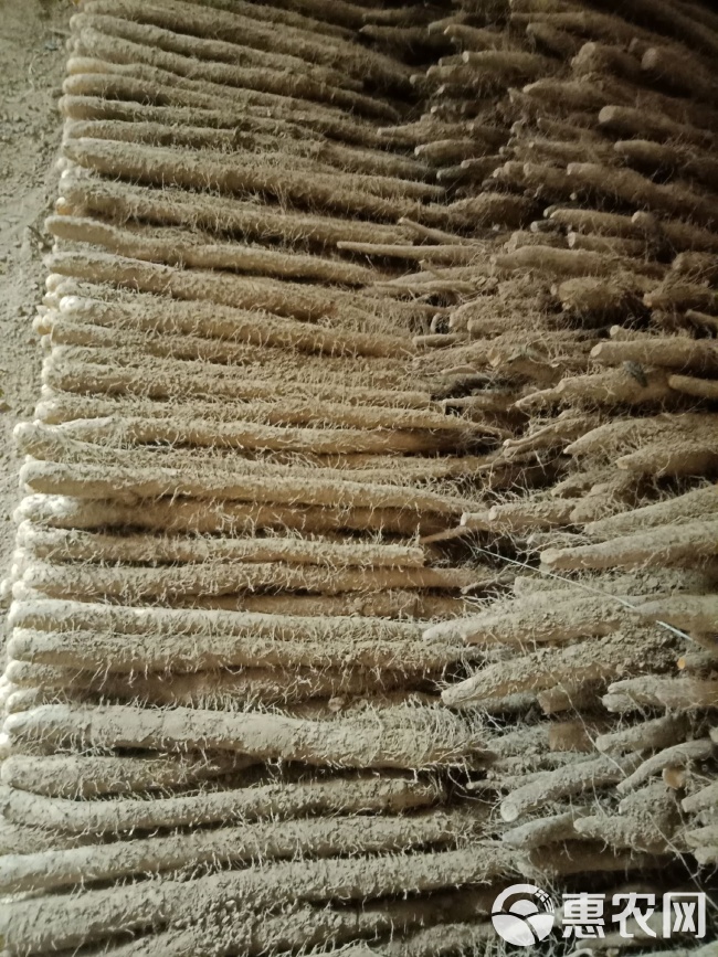 河北省麻山药最新价格，科技引领产业变革，品味前沿生活体验